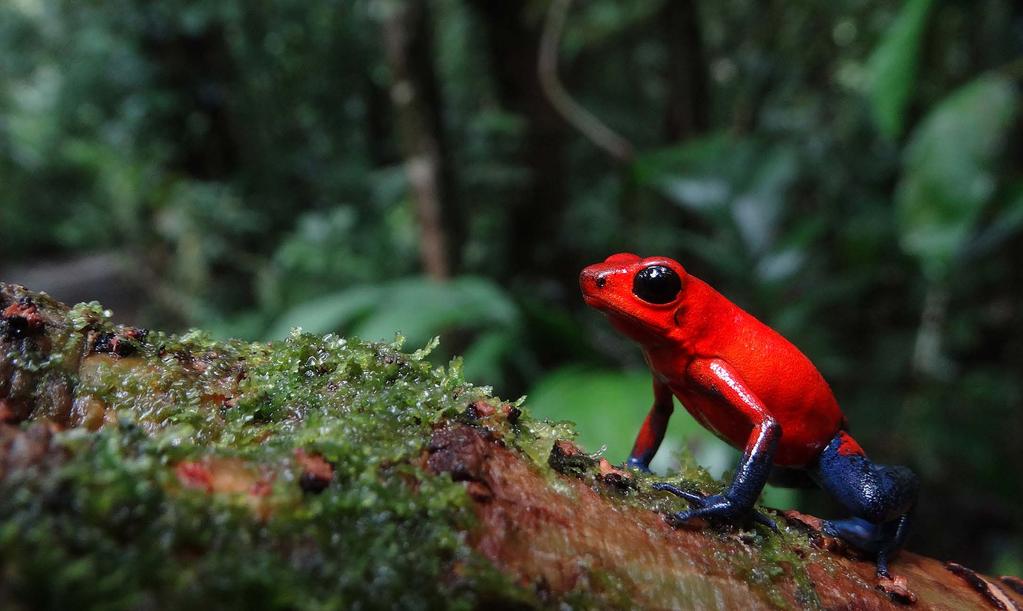 Spotlight A typical Costa Rican specimen of the Blue-jeans frog Oophaga pumilio.