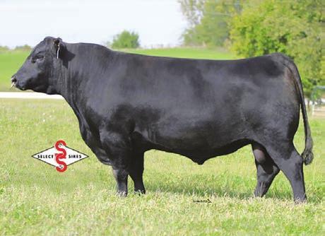 Tucker Family Farms Professional Replacement Female Sale Bill Tucker s contact information: Email: betterheifers@gmail.