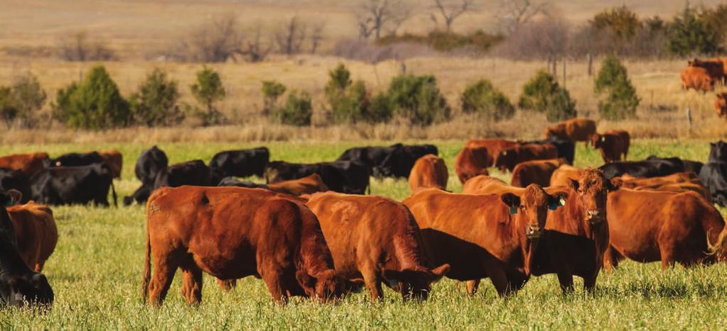 13 +46 +13 +14 2074 Red Balancer heifers are built from some of the most progressive Red Angus genetics available.