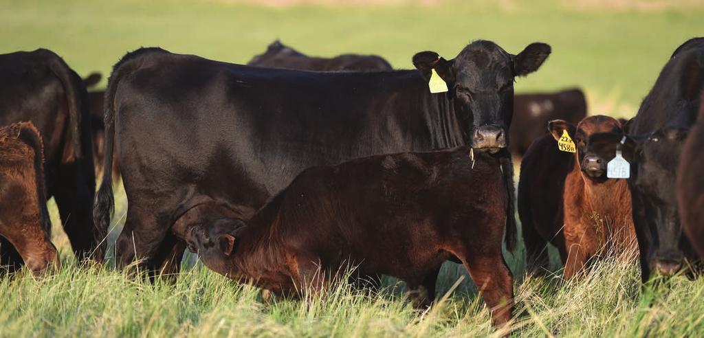 Lot 5 (8) Red Balancer s Sired by: Brown Mission Statement S7269 Bred AI to Angus Sire G A R Sure Fire All Due 9-22-17 1799 2062 2061 1795 1788 1796 2051 1794 Brown Mission Stmt S7269 (RA#1139327) HB