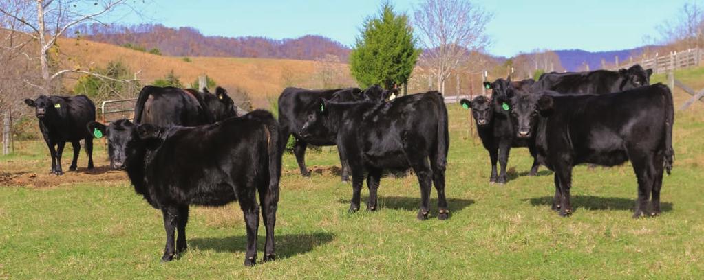 4 +11 Four half-sisters by KCF Bennett CompleteY399 - a real "cow-maker" with best 1% milk production, best 10% Maternal Calving Ease and best 20% Pregnancy rate.