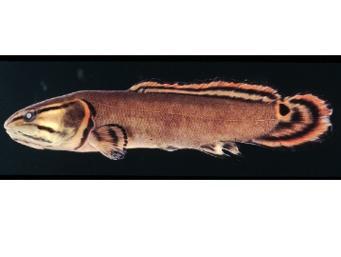classes EXTINCT Sarcopterygii Lobe-finned fishes, tetrapods