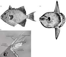 !!! Polypteridae (bichirs (15) and ropefish (1), 16 spp., freshwater)!