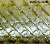 Atractosteus (3) ganoid scales