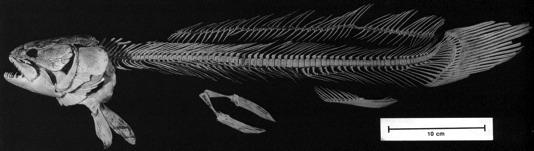 non-teleost Class Actinopterygii Subclass Cladistia!! Order Polypteriformes!!!! Polypteridae (bichirs (15) and ropefish (1), 16 spp.