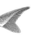 Class Actinopterygii Subclasses: CLADISTIA CHONDROSTEI Class Actinopterygii