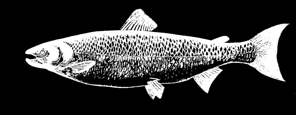 (endangered), and Atlantic sturgeon (threatened). Rainbow smelt, blueback herring, and alewives are considered species of special concern.