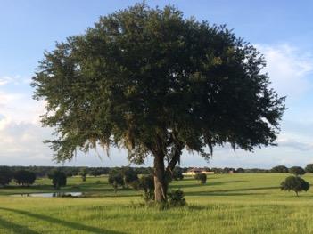 The Ocala Jockey Club, with its rolling hills and old-growth, moss-laden oak trees is a crown jewel in the horse capital of Ocala, Florida.