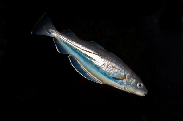 English name: Whiting Scientific name: Taxonomical group: Class: Actinopterygii Species authority: (Linnaeus, 1758) Order: Gadiformes Family: Gadidae Subspecies, Variations, Synonyms: Generation