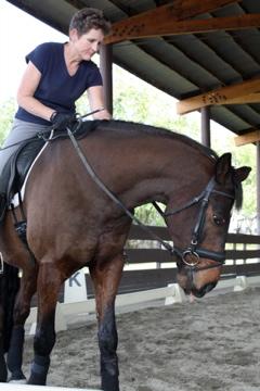 Half halt any motion to rebalance the horse Don t over react at the end of a movement.