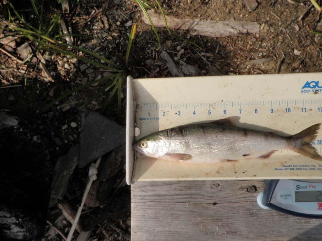 2011 Revelstoke Reservoir Fish Inventory January