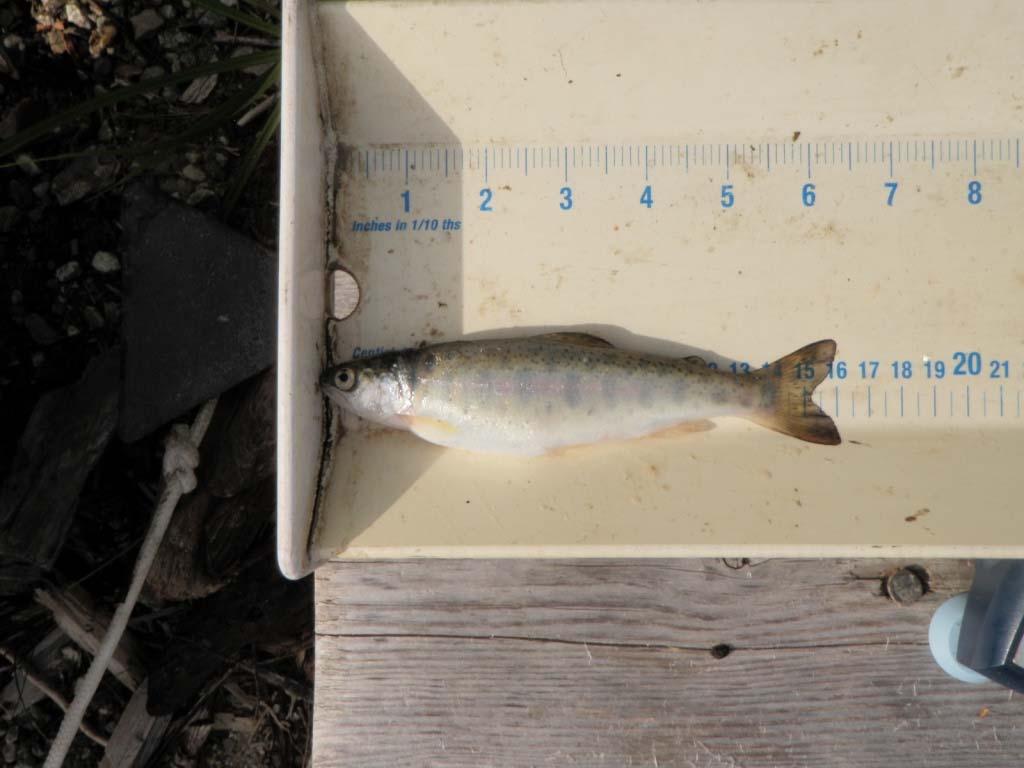 2011 Revelstoke Reservoir Fish Inventory January