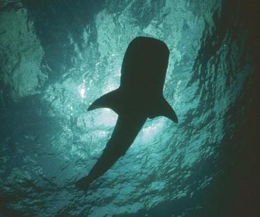 A whale shark like this one almost brought Kon-Tiki s voyage to a halt.