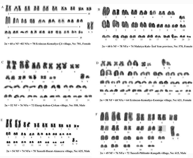 Karyotypes of Nannospalax inturkey Figure 2 - Karyotypes of Nannospalax populations from central-eastern Anatolia. (A) 2n = 60a, (B) 2n = 60b, (C) 2n = 52, (D) 2n = 58, (E) 2n = 54, (F) 2n = 49.