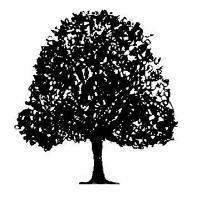 sericea Geiger tree Cordia sebesteria Cinnecord Acacia choriophylla Pigeon plum Coccolaba diversifolio Lilac tree Lonchocarpus violaceus* Large Canopy Live oak Quercus