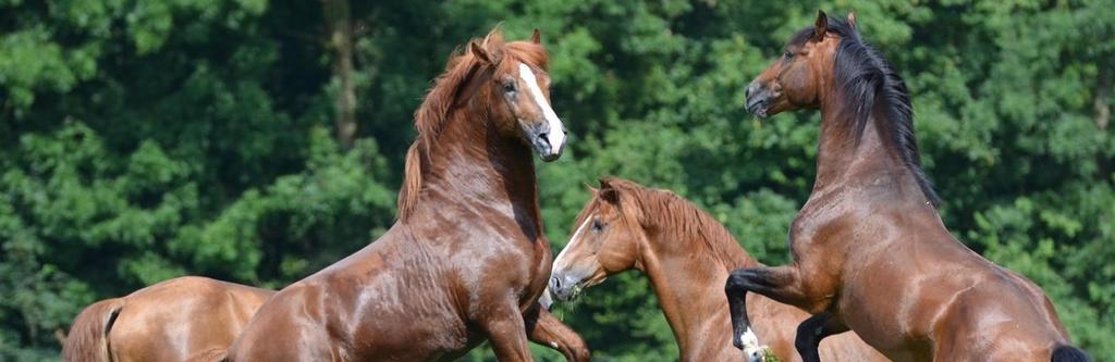 The Freiberger horse: 100% Swiss For 120 years, the Swiss National Stud Farm (SNSF) has promoted Switzerland's equestrian traditions and played a key role in the world of equine research.