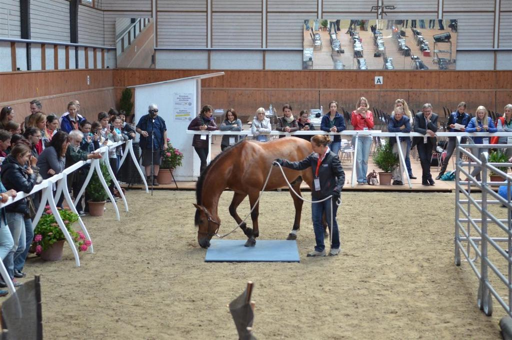 Demonstration of behavior tests with a breeding stallion SNSF researchers work to serve Switzerland's equestrian community and promote the