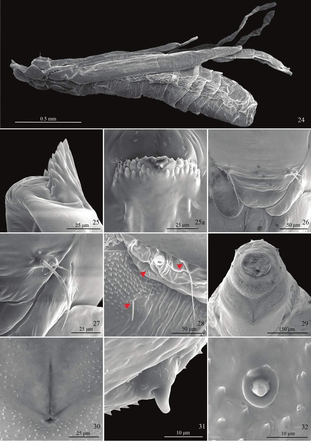 130 Tengteng Liu et al. / ZooKeys 479: 121 133 (2015) Figures 24 32. Pupal characters of Telamoptilia grewiae sp. n.