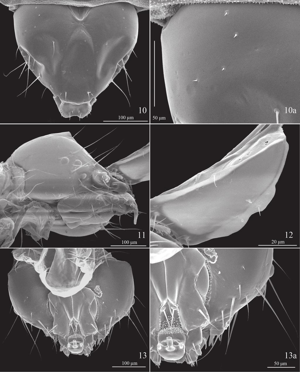 126 Tengteng Liu et al. / ZooKeys 479: 121 133 (2015) Figures 10 13. Last instar larva head chaetotaxy of Telamoptilia grewiae sp. n.
