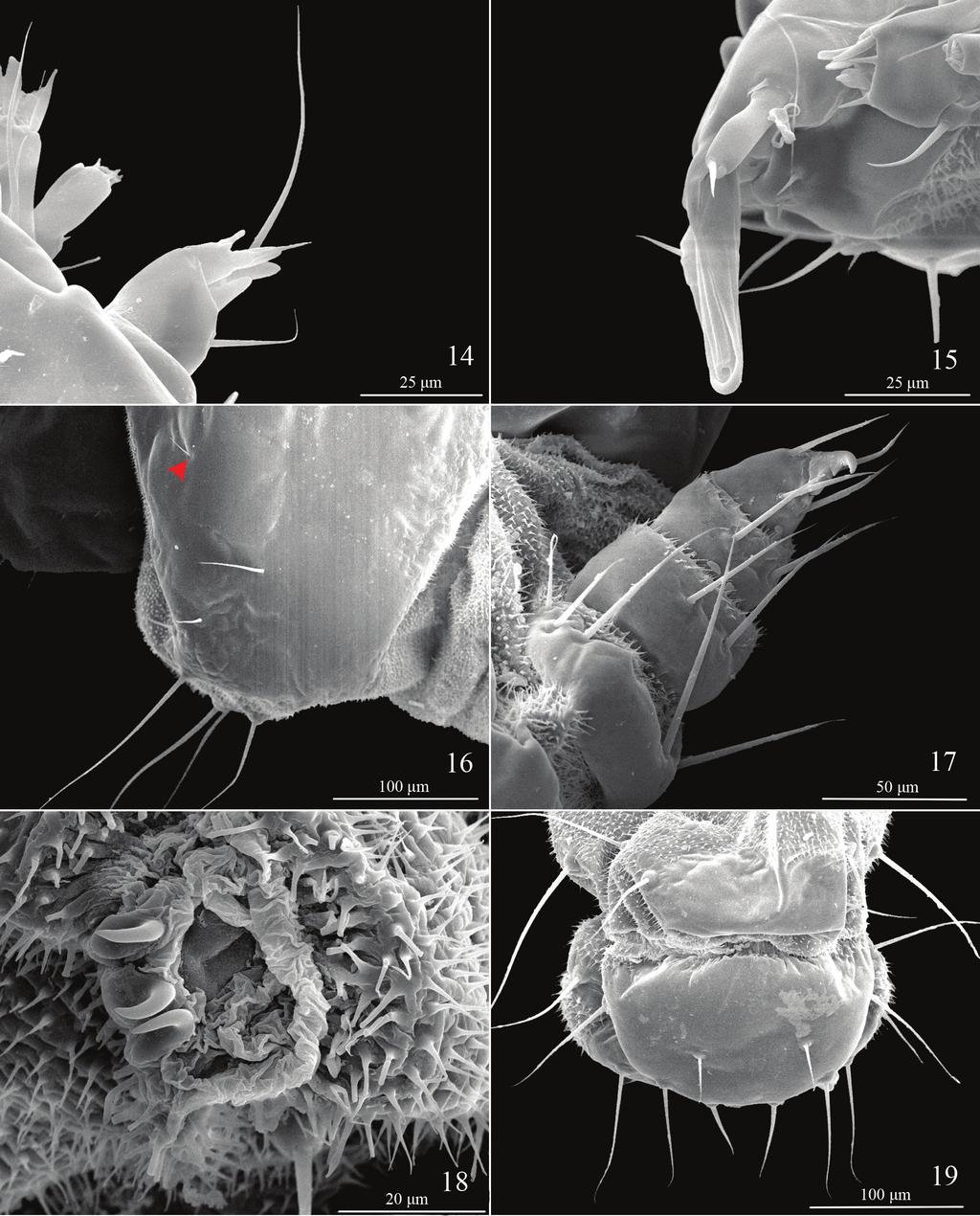 Description of Telamoptilia grewiae sp. n. and the consequences... 127 Figures 14 19. Last instar larval characters of Telamoptilia grewiae sp. n. 14 Antenna 15 Mouthpart 16 Setae on prothorax shield, arrow indicating the positon of XD1 17 Thoracic leg 18 Proleg 19 A9 10, dorsal view.