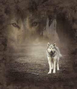 Grey Wolf Portrait Available on: Adult