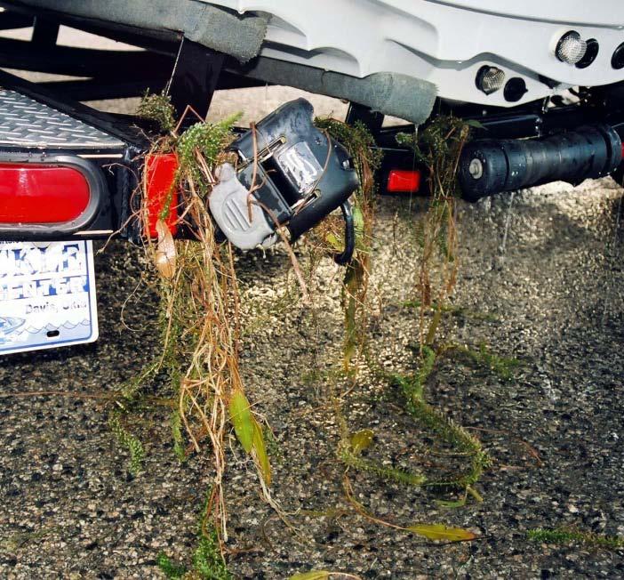 Don t be a Law Breaker by Spreading Aquatic Nuisance Species Oklahoma law now makes it illegal to leave a body of water with plant or animal hitch-hikers attached to your boat, trailer or gear!