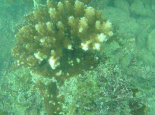 One incident of Drupella scar and one incident of coral disease were also reported in the 214 survey.