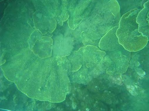 Nelly Bay site 1, hard coral foliose, 214 Nelly Bay site 1, hard coral, 214 Nelly Bay site 1, crustose algae, 214 1 9 8 7 6 5 4 3 2 1