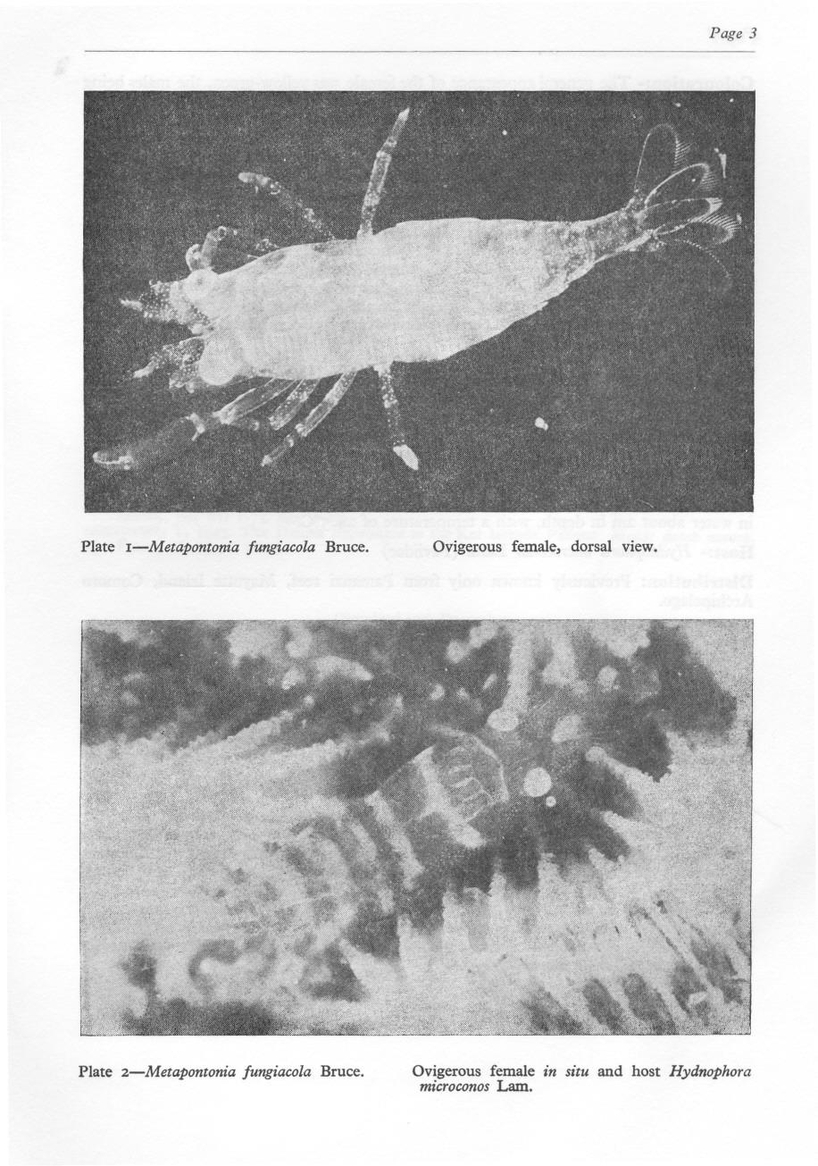Page 3 Plate I-Metapontonia fungiacola Bruce. Ovigerous female, dorsal view.