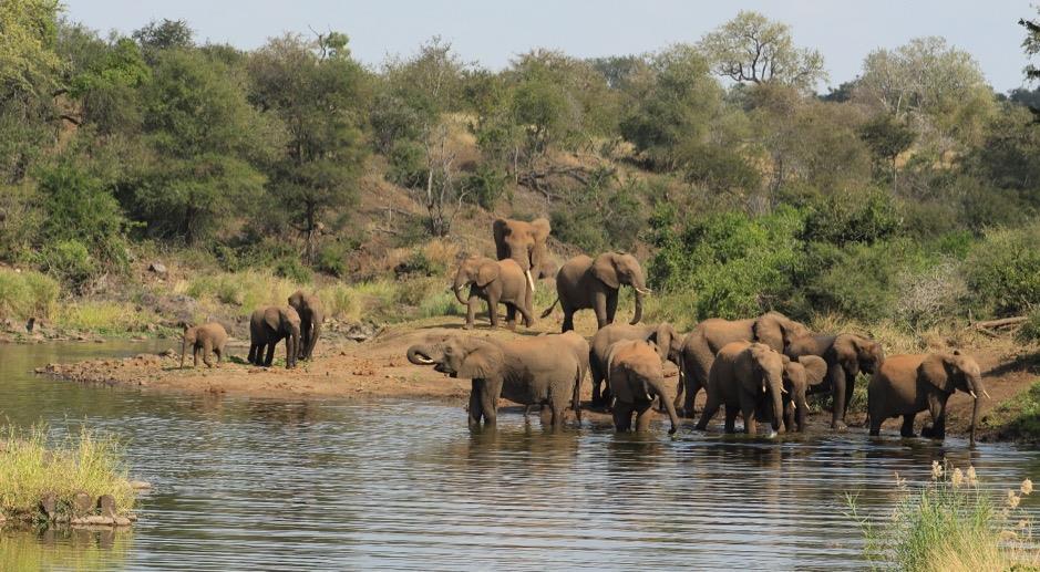 the adults contentedly begin to rest under the trees. They then move on in their endless quest for food. There have also been numerous sightings of elephant bulls in the grasslands below the ridges.
