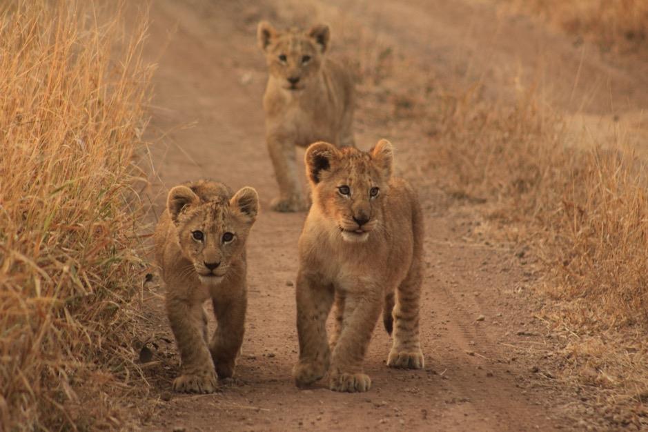 Mountain Pride lionesses with the cubs.