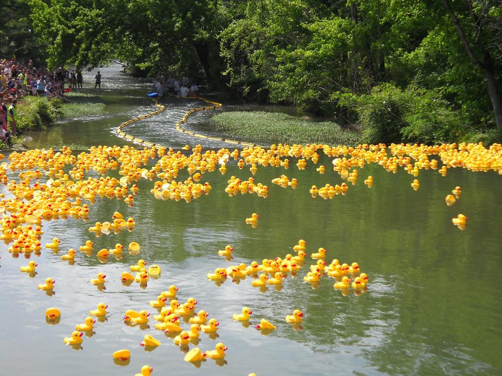 Buck Creek Duck Race As the premier attraction of the Buck Creek Festival, the duck race brings in ducks from across the country vying for an opportunity to train and compete with the elite of their