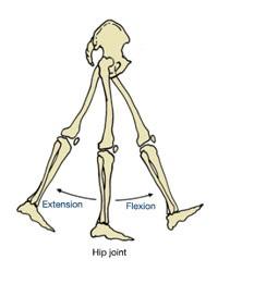 24 FIG. 11: Hip flexion and extension [28]. pattern of opposite directions can be captured by our gyroscopes setup.