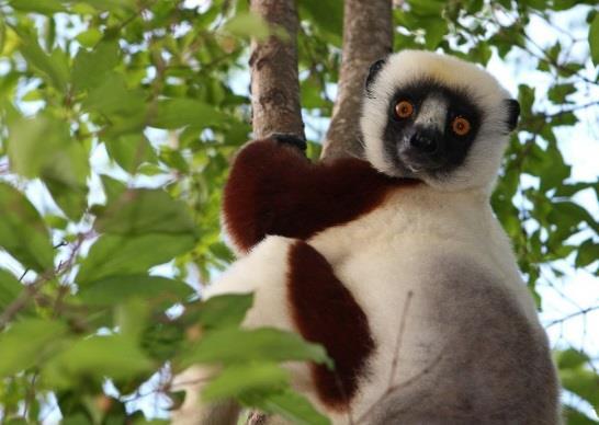 Coquerel s Sifaka Propithecus coquereli Sometimes referred to as the dancing sifaka, the sifaka lemur moves through a unique form of locomotion called vertical clinging and leaping.