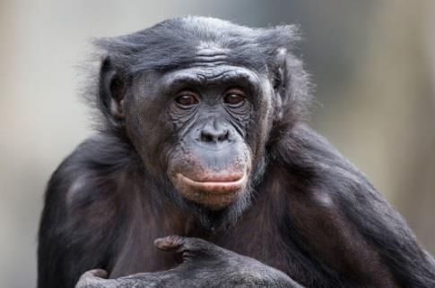 Bonobo Pan paniscus Bonobos, like chimps, are one of our closest living relatives, sharing over 98% of the same DNA.