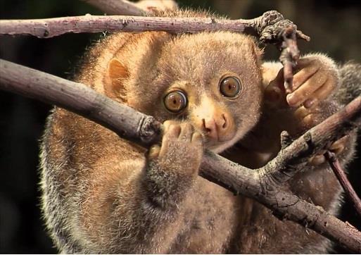 Potto Perodictus potto Using their powerful clamp like hands and feet, pottos move slowly through the forest trees, rarely coming to the ground.