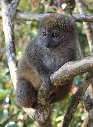 Grey Bamboo Lemur Hapalemur griseus Like its name would imply, the bamboo lemurs feed mainly on bamboo, a plant which contains high amounts of toxic cyanide.
