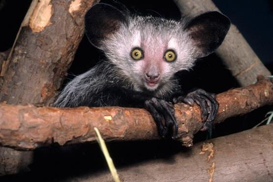 Aye-Aye Daubentonia madagascariensis A very unique species of lemur, the aye-aye plays a similar role to woodpeckers in the forests of Madagascar.