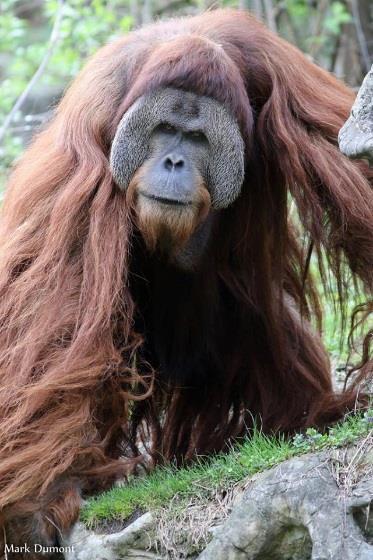 Sumatran Orangutan Pongo abelii Orangutans are a large species of primate found in only two places in the entire world, the islands of Borneo and Sumatra.