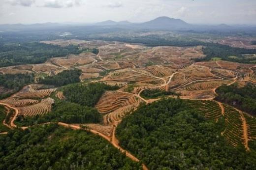 Palm Oil and Orangutans In Indonesia, orangutans are losing