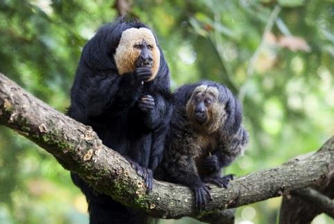 Whitefaced Saki Pithecia pithecia These small monkeys inhabit the tropical forests of Brazil and Venezuela. Known as the flying monkey, sakis have the ability to leap 30ft between branches!