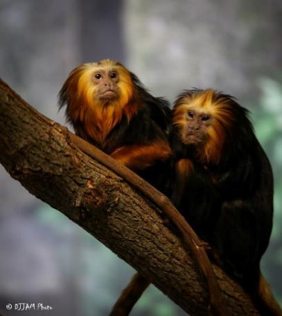 Goldenheaded Lion Tamarin Leontopithecus chrysomelas Known for their beautiful golden manes of hair, Golden-headed Lion Tamarins are a small species of monkeys found only in the coastal forests