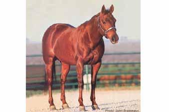 MERADAS LITTLE SUE 1990 Sorrel Mare ( x by Doc s Hickory) is the second NCHA All-Time Money Earning Mare with LTE: $734,122. She is a three-time NCHA World Champion. A member of the NCHA Hall of Fame.