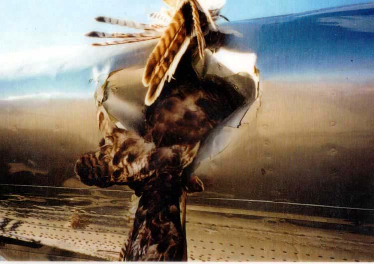 Bird strikes Swedish Airspace 1998-2005 Nordic Birdstrike Committee