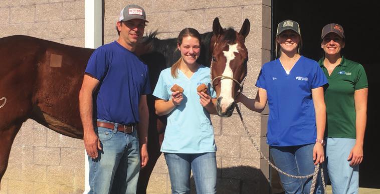 The AVS Equine Hospital Surgery Team with their patient following a successful procedure to remove two large enteroliths from the horse s colon.