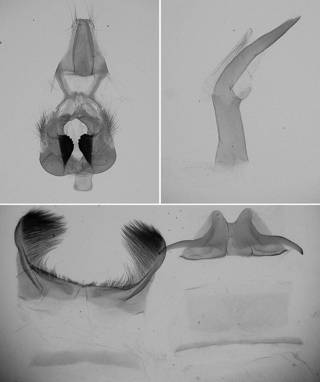 New Moth of Soritia from Northern Vietnam 49 Fig. 9. Male genitalia of Soritia tahuythinhi. whitish yellow, 4 to 5 blue patches around discocellular vein. Male genitalia (Fig. 9).