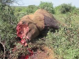 (poaching is continuing).