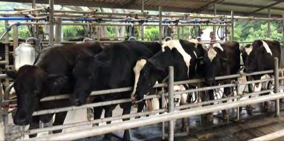 Dairy Genomic Evaluation System in Thailand ~ 300 animals / year 15 sires 285