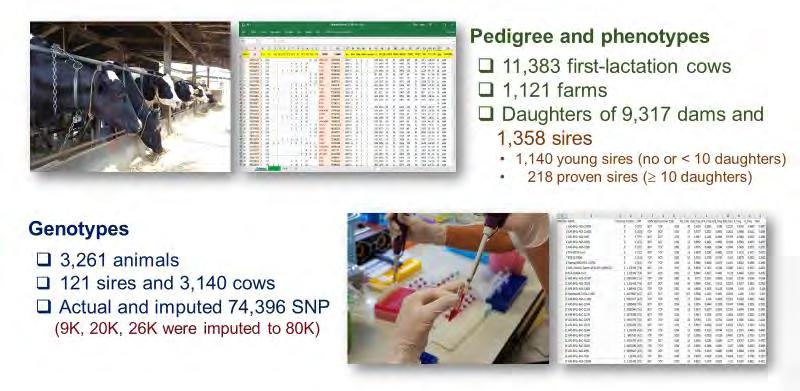 Genomic Evaluations 2016 2017 2018 2016 2017 2018 Pedigree and Phenotypes 9,339 first-lactation cows Genotypes 2,661 animals Pedigree and Phenotypes 10,345 first-lactation cows Genotypes 2,961