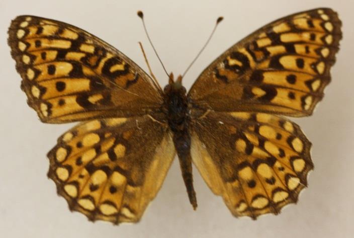 SPECIES DESCRIPTIONS: Fritillaries in Jackson & Josephine Counties Speyeria coronis nominate: large (>3 ); tawny orange ground color; males w/black chains along margins. FW tip drawn out.